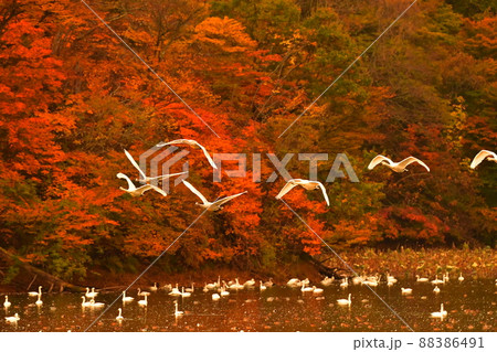 下池の白鳥 下池の白鳥 88386491