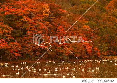 下池の白鳥 88386492