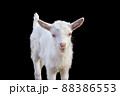 Portrait of a beautiful white goatling on a black background 88386553