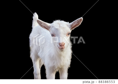 Portrait of a beautiful white goatling on a black background Portrait of a beautiful white goatling on a black background 88386553