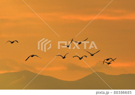 下池の白鳥 88386685