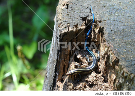 ヒガシニホントカゲの幼体 88386800