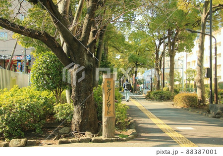 船堀グリーンロード 88387001