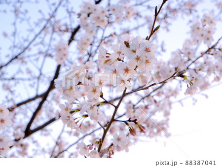 桜と空 桜と空 88387041