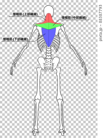 Human whole body skeleton and trapezius muscle (color-coded, Japanese name of each part) Human whole body skeleton and trapezius muscle (color-coded, Japanese name of each part) 88387793