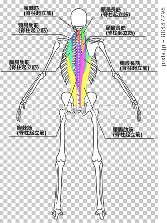 Human whole body skeleton and erector spinae muscles (color coding, Japanese name of each part, details) 88387798