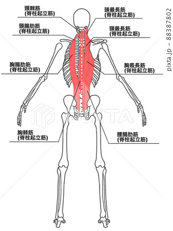 人間の全身骨格と脊柱起立筋(各部位の日本語名称、詳細) 人間の全身骨格と脊柱起立筋(各部位の日本語名称、詳細) 88387802