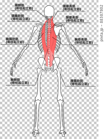 人間の全身骨格と脊柱起立筋(各部位の日本語名称、詳細) 人間の全身骨格と脊柱起立筋(各部位の日本語名称、詳細) 88387802