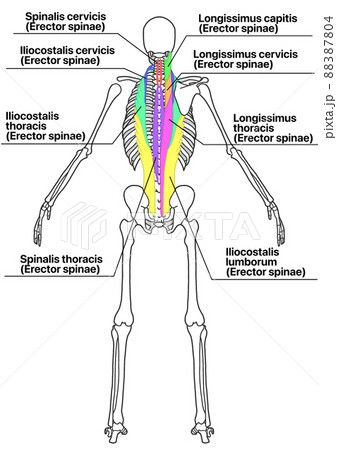 人間の全身骨格と脊柱起立筋 色分け 各部位の英語名称 詳細 のイラスト素材 7804