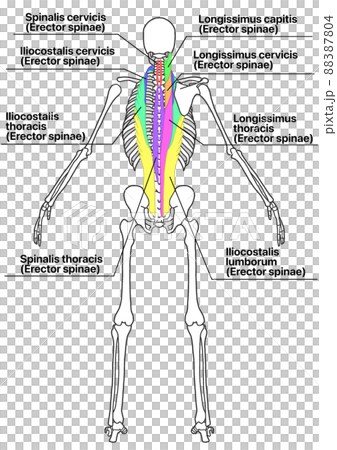 Human whole body skeleton and erector spinae muscles (color coding, English name of each part, details) Human whole body skeleton and erector spinae muscles (color coding, English name of each part, details) 88387804