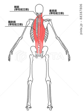 人間の全身骨格と脊柱起立筋(各部位の日本語名称、シンプル) 人間の全身骨格と脊柱起立筋(各部位の日本語名称、シンプル) 88387806