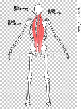 人間の全身骨格と脊柱起立筋(各部位の日本語名称、シンプル) 人間の全身骨格と脊柱起立筋(各部位の日本語名称、シンプル) 88387806