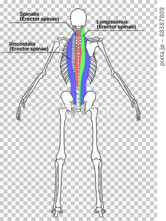 Human whole body skeleton and erector spinae muscles (color-coded, English name of each part, simple) 88387809