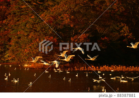 下池の白鳥 下池の白鳥 88387881