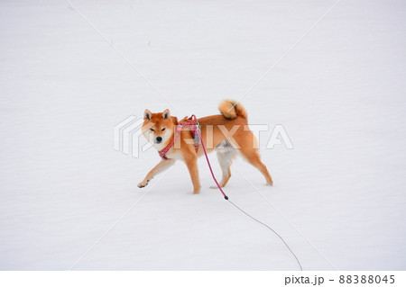 柴犬 88388045