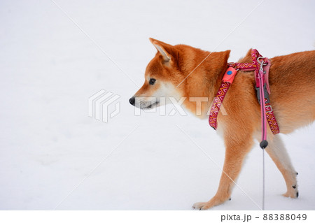 柴犬 88388049
