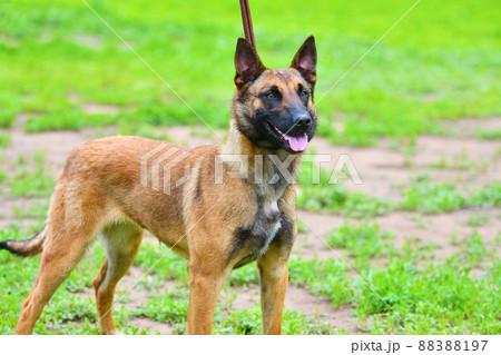 Dog Breed Belgian Shepherd Malinois (shorthair) Dog Breed Belgian Shepherd Malinois (shorthair) 88388197