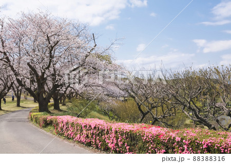 公園の桜とツツジ 88388316