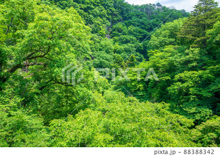 小黒川　渡良瀬川支流　上田澤橋からの眺め　黒保根町　初夏の風景　　　 88388342