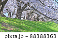 京都 背割堤の桜 88388363