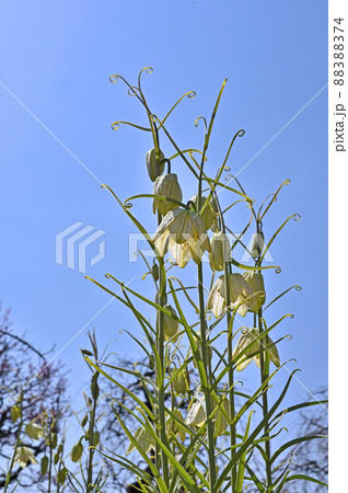 植物:アミガサユリ ユリ科 植物:アミガサユリ ユリ科 88388374