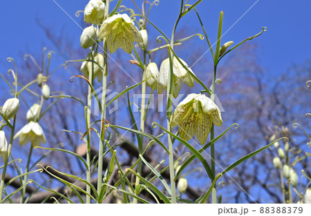植物：アミガサユリ　ユリ科 88388379