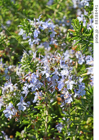 樹木：マンネンロウ　シソ科 88388441