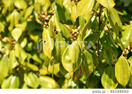 樹木：テンダイウヤク　クスノキ科 88388660