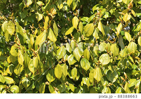 樹木:テンダイウヤク クスノキ科 樹木:テンダイウヤク クスノキ科 88388663