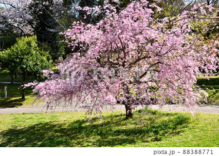 春桜満開の於大公園 春桜満開の於大公園 88388771