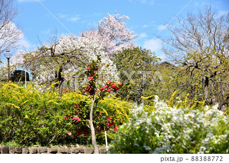 春桜満開の於大公園 春桜満開の於大公園 88388772