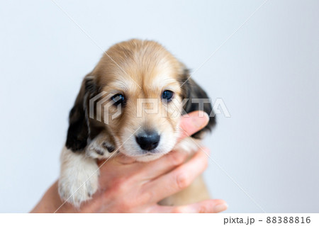 仔犬　カニンヘンダックスフンド 88388816