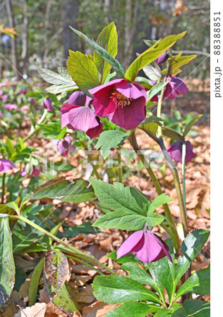 植物:クリスマスローズ キンポウゲ科 植物:クリスマスローズ キンポウゲ科 88388851