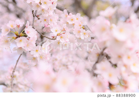 満開の桜・入学卒業イメージ 満開の桜・入学卒業イメージ 88388900