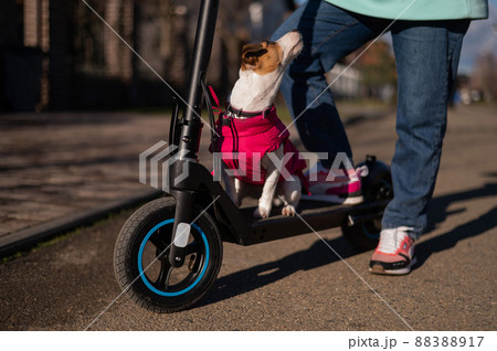 A woman rides an electric scooter around the cottage village with the Dog. Jack Russell Terrier in a pink jacket on a cool autumn day. 88388917