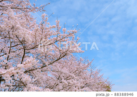 春の空と満開の桜・入学卒業イメージ 88388946