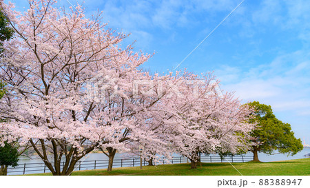 春の空と満開の桜・入学卒業イメージ 88388947