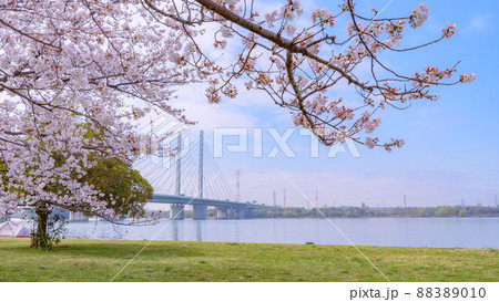 (埼玉県)彩湖・道満グリーンパークの桜と幸魂大橋 (埼玉県)彩湖・道満グリーンパークの桜と幸魂大橋 88389010