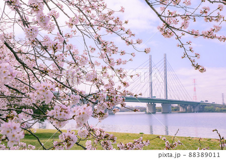（埼玉県）彩湖・道満グリーンパークの桜と幸魂大橋 88389011