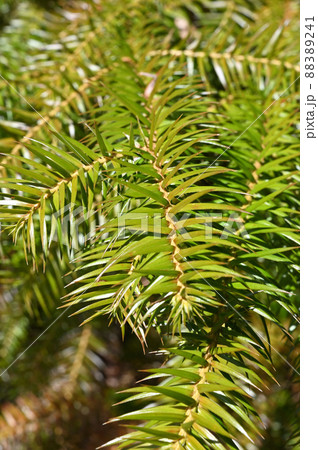 樹木：コウヨウザン　スギ科 88389241