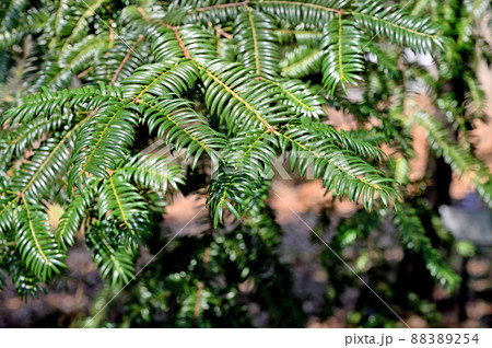 樹木：カヤ　イチイ科 88389254