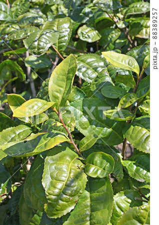 樹木:トウチャ ツバキ科 樹木:トウチャ ツバキ科 88389257