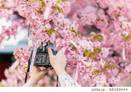 写真を撮る 河津桜を撮る 花を撮る 写真を撮る 河津桜を撮る 花を撮る 88389444
