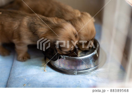 離乳食を食べる仔犬 カニンヘンダックスフンド 離乳食を食べる仔犬 カニンヘンダックスフンド 88389568