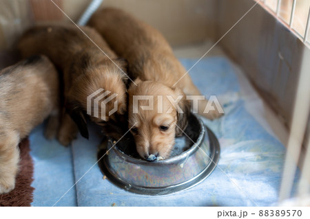 離乳食を食べる仔犬　カニンヘンダックスフンド 88389570