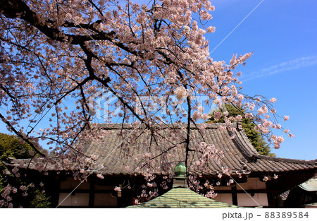 快晴になった春の青空と新井薬師の本堂 88389584