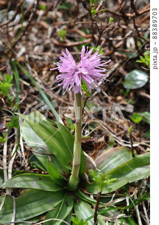活火山 秋田駒ケ岳 高山植物 ショウジョウバカマ 活火山 秋田駒ケ岳 高山植物 ショウジョウバカマ 88389703
