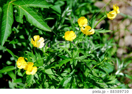 活火山 秋田駒ケ岳 高山植物 ミヤマキンポウゲ 活火山 秋田駒ケ岳 高山植物 ミヤマキンポウゲ 88389710