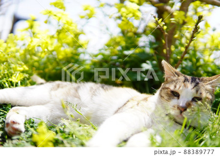寝転ぶ野良猫 88389777