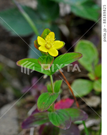 活火山　秋田駒ケ岳　高山植物　イワオトギリ 88389825
